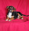 Olive - Photo 1