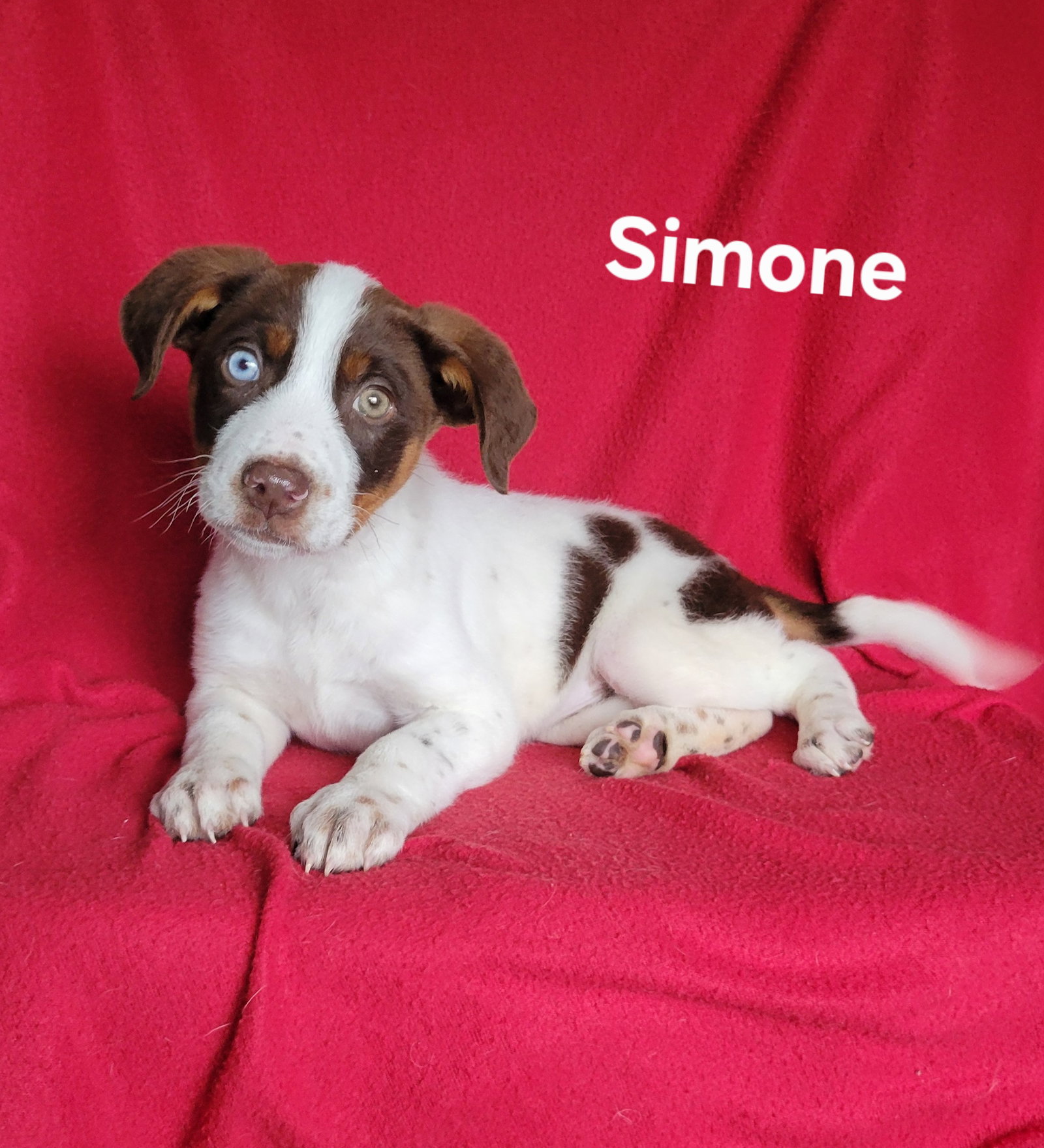 Simone(1 blue eye/1 green eye)