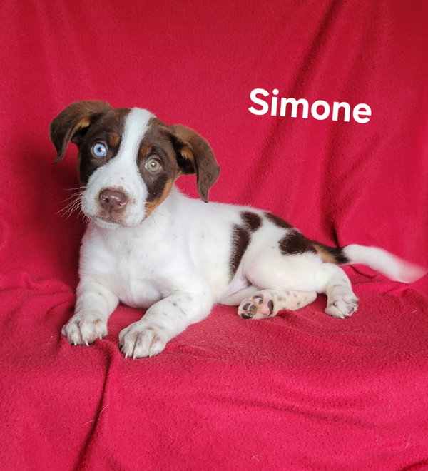 Simone(1 blue eye/1 green eye)