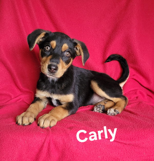 Carly