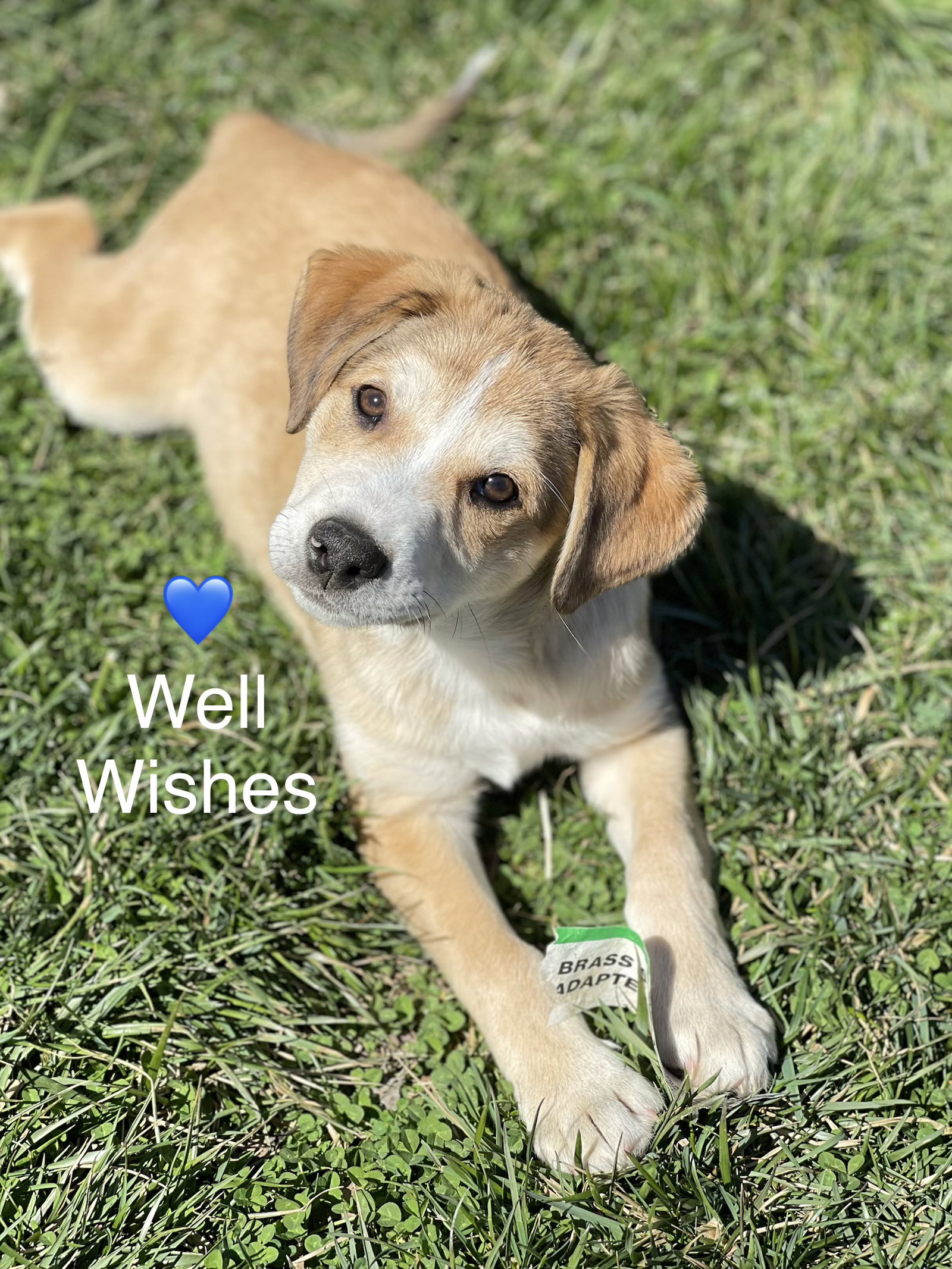 Well Wishes