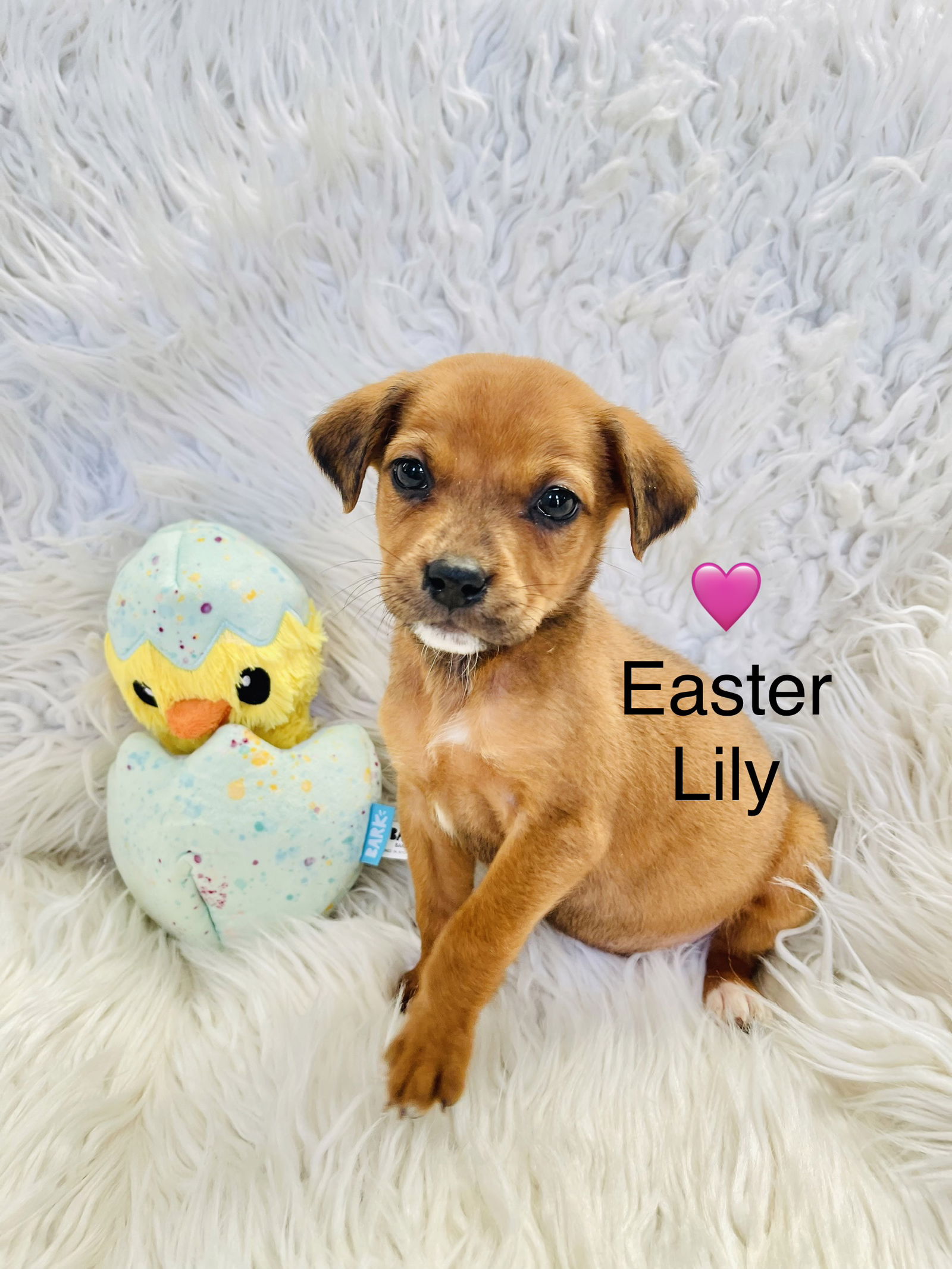 Easter Lily