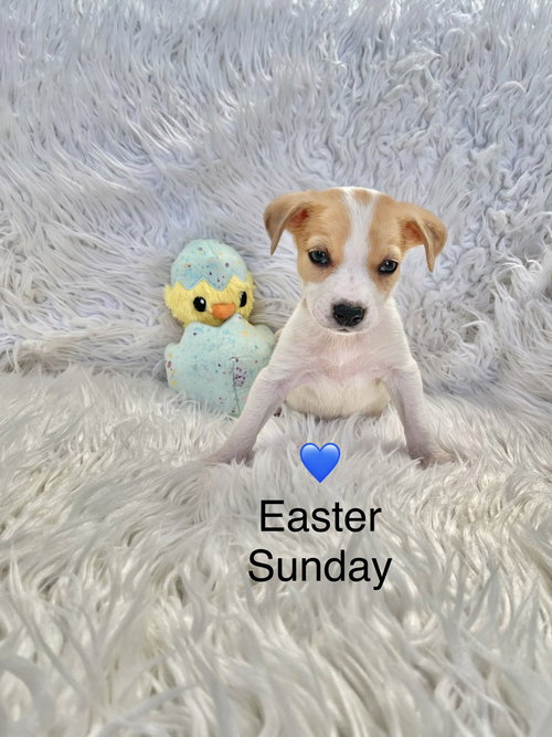 Easter Sunday, an adoptable Labrador Retriever in Newark, DE
