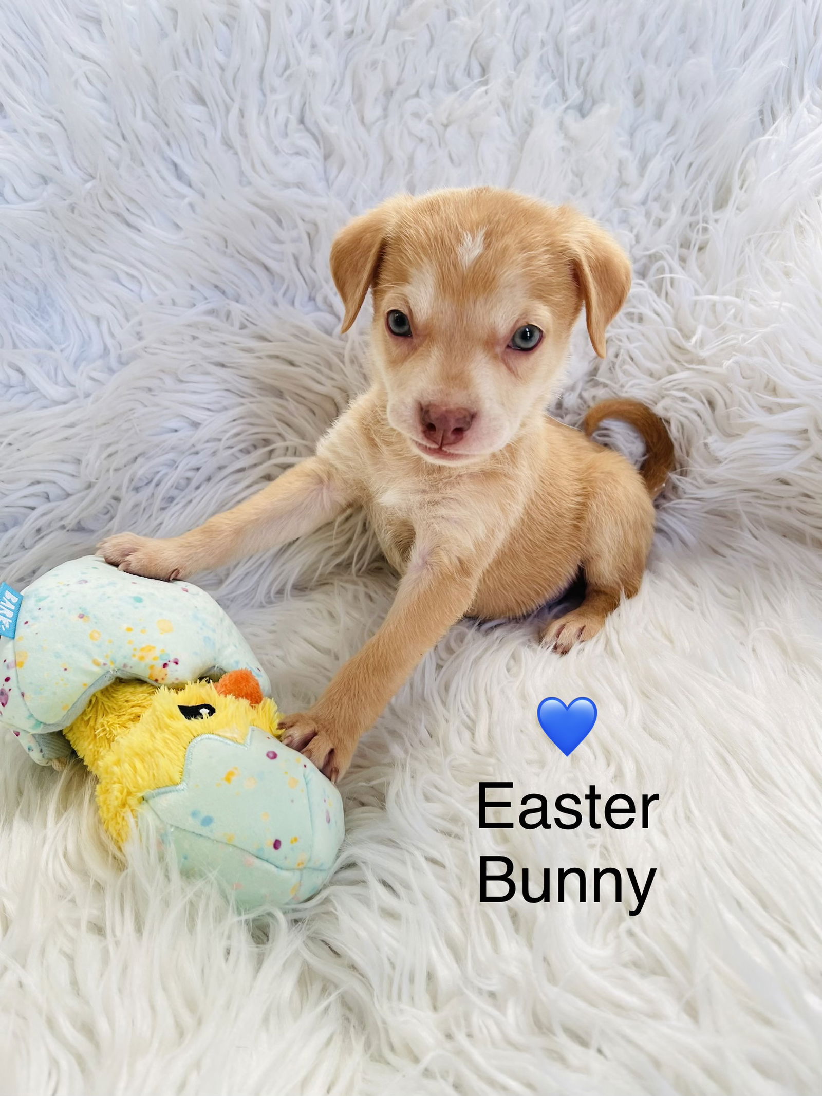 Easter Bunny