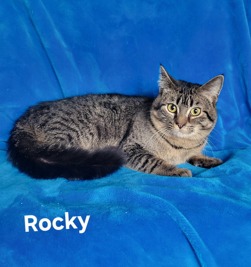 Rocky-kitten, an adoptable Unknown breed in Newark, DE