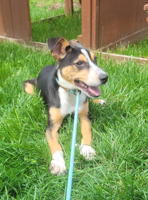 Mia(rehoming fee $200), an adoptable German Shepherd Dog in Newark, DE