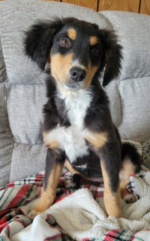 Fiona, an adoptable Australian Shepherd in Newark, DE