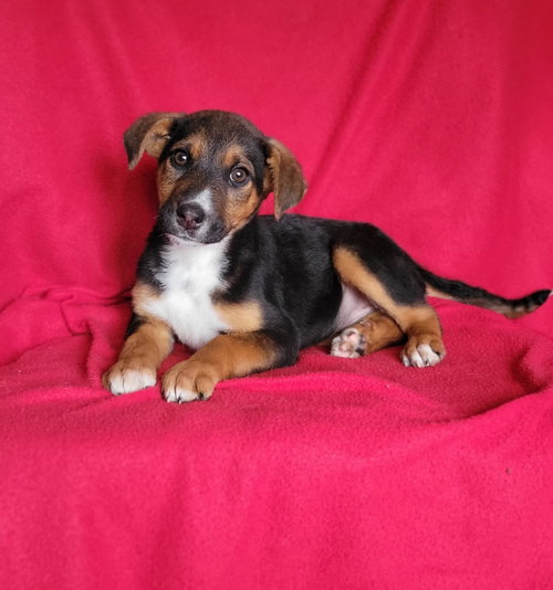 Olive, an adoptable Australian Shepherd in Newark, DE