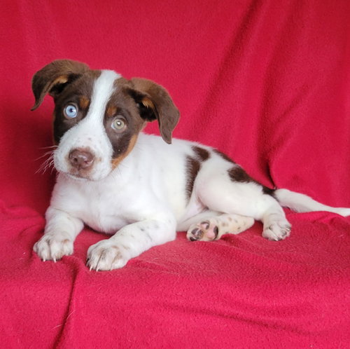 Simone, an adoptable Australian Shepherd in Newark, DE