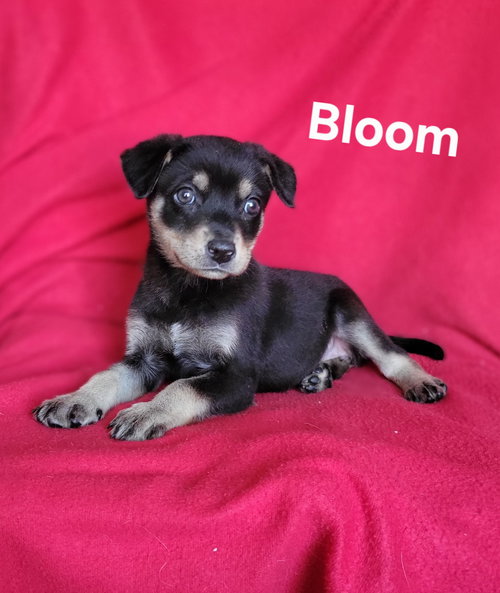 Bloom, an adoptable German Shepherd Dog in Newark, DE