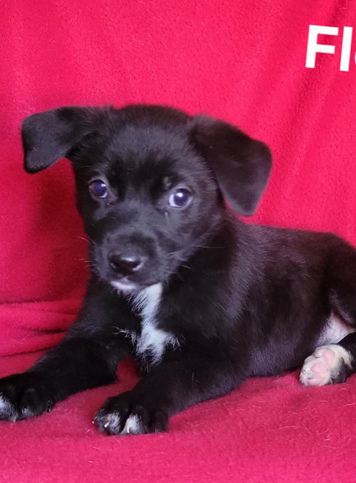Flora, an adoptable German Shepherd Dog in Newark, DE
