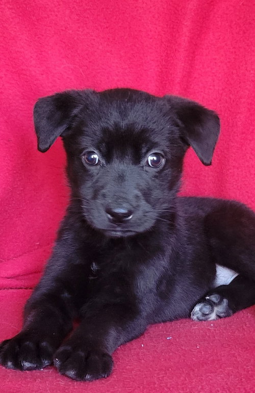 Musa, an adoptable German Shepherd Dog in Newark, DE