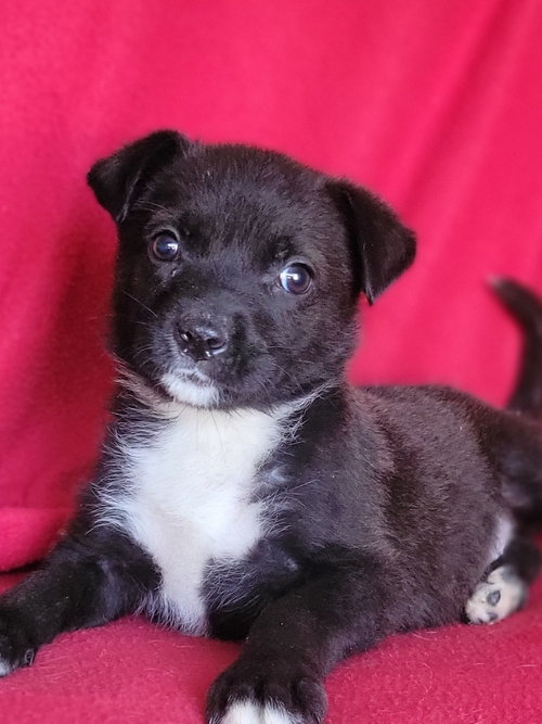 Icy, an adoptable German Shepherd Dog in Newark, DE