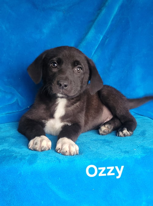 Ozzy, an adoptable Golden Retriever in Newark, DE