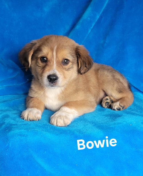 Bowie, an adoptable Golden Retriever in Newark, DE