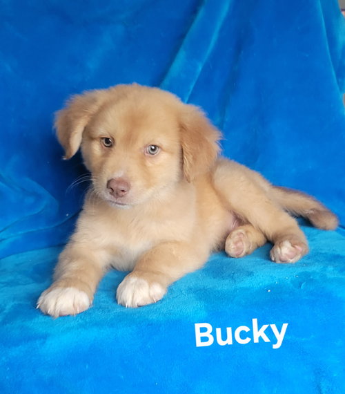 Bucky, an adoptable Golden Retriever in Newark, DE