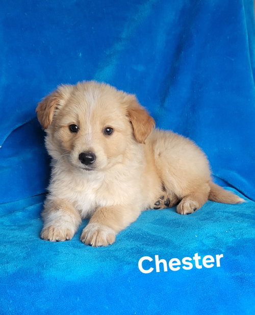 Chester, an adoptable Golden Retriever in Newark, DE