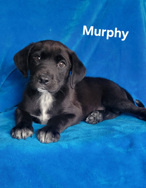 Murphy, an adoptable Golden Retriever in Newark, DE