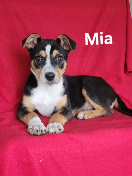 picture of the dog needing adoption