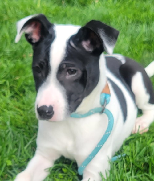 picture of the dog needing adoption