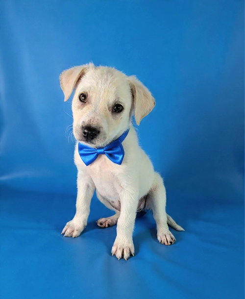 picture of the dog needing adoption