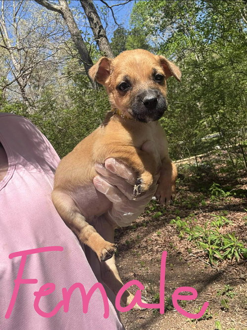 picture of the dog needing adoption