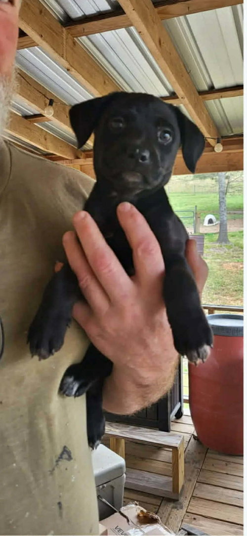 picture of the dog needing adoption