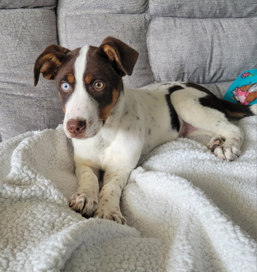 picture of the dog needing adoption