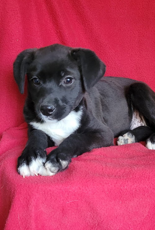Icy, an adoptable Labrador Retriever in Newark, DE