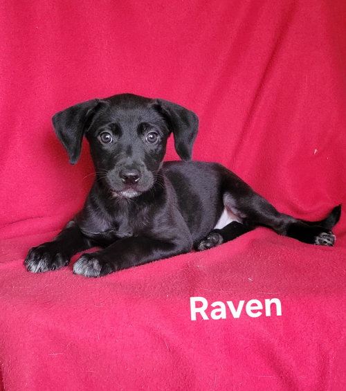 Raven, an adoptable Labrador Retriever in Newark, DE