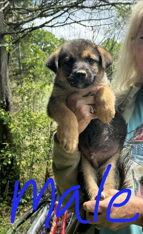 Tucker, an adoptable Labrador Retriever in Newark, DE