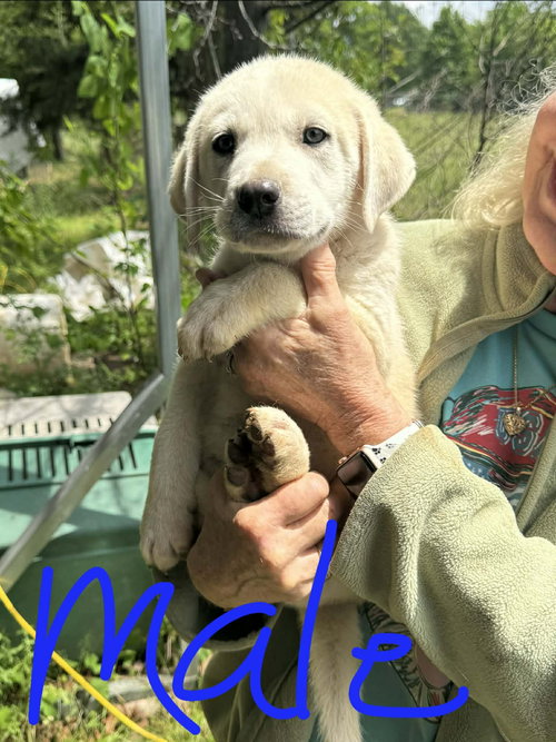 Cody, an adoptable Labrador Retriever in Newark, DE
