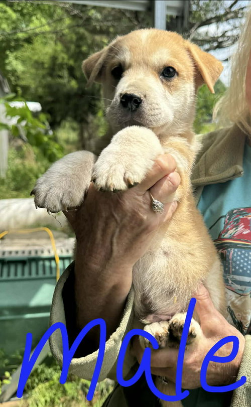 Murphy, an adoptable Labrador Retriever in Newark, DE