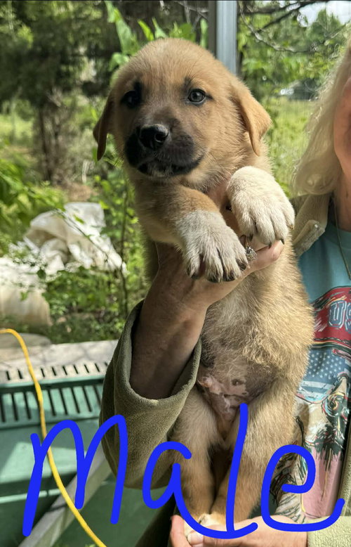 Winston, an adoptable Labrador Retriever in Newark, DE