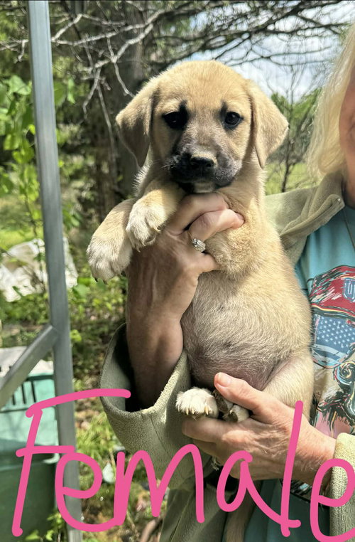 Poppy, an adoptable Labrador Retriever in Newark, DE