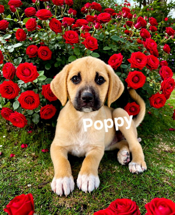 Poppy