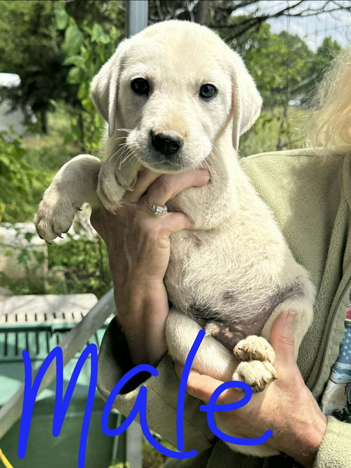 Ace, an adoptable Labrador Retriever in Newark, DE