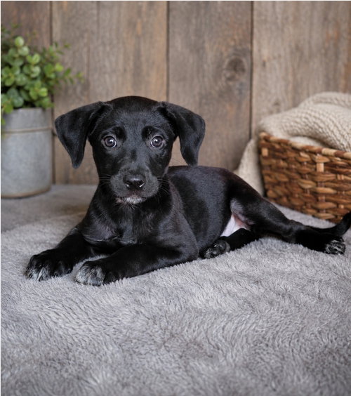 Raven, an adoptable Labrador Retriever in Newark, DE