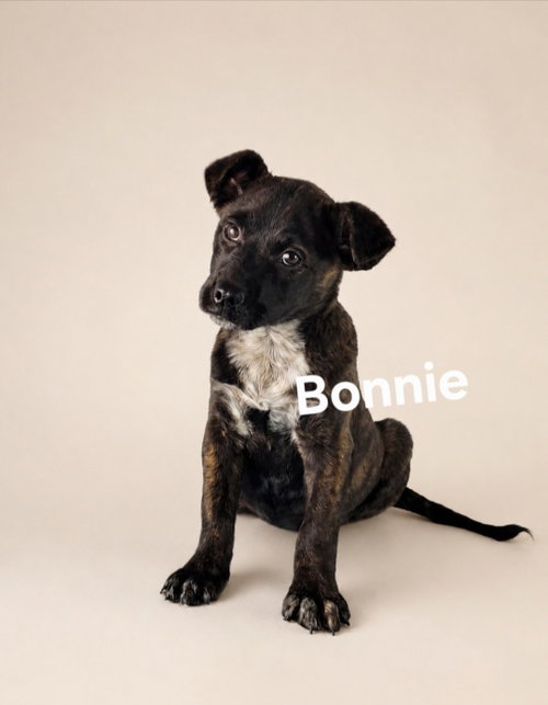 Bonnie, an adoptable German Shepherd Dog in Newark, DE
