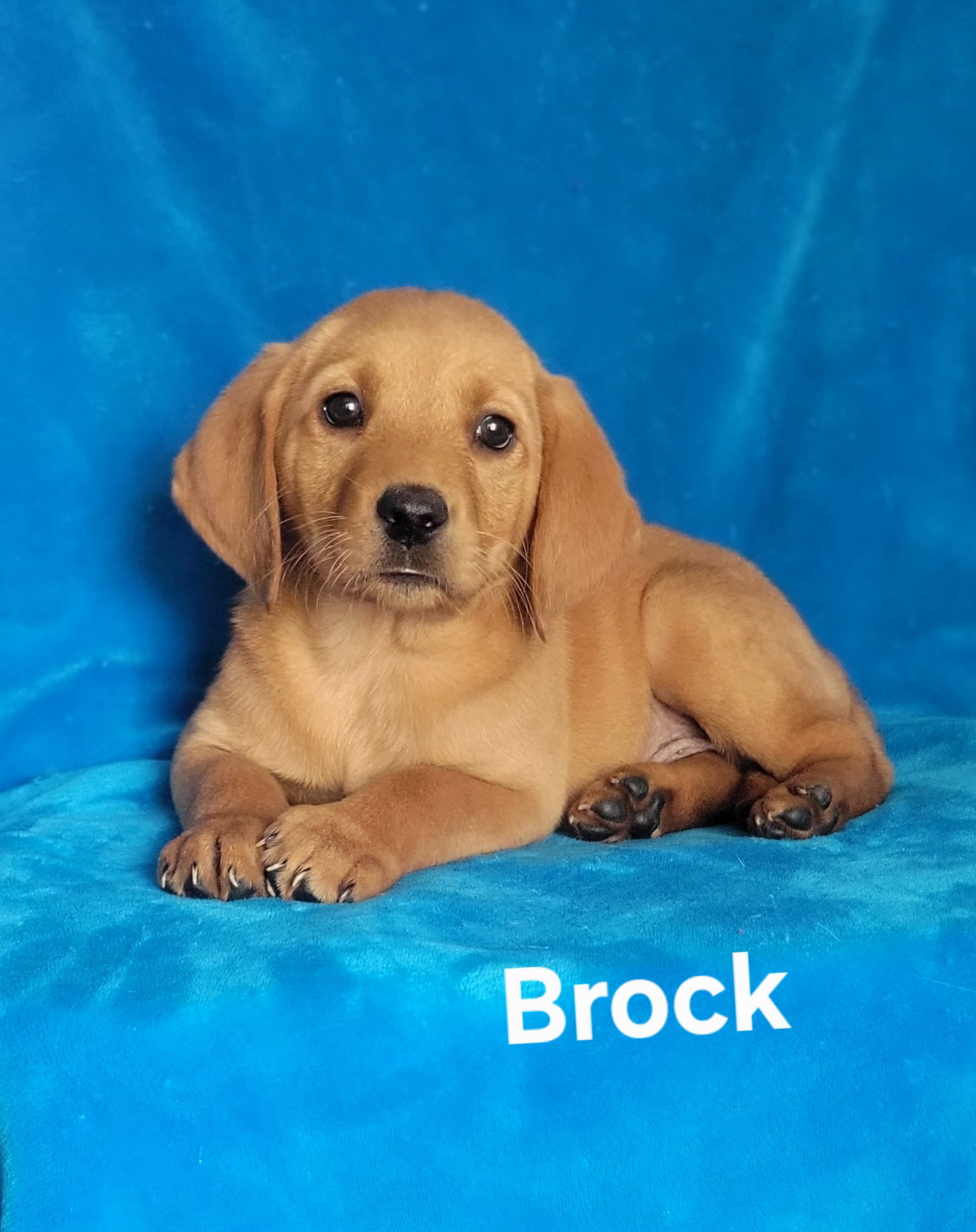 Brock