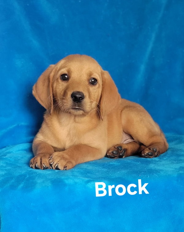 Brock