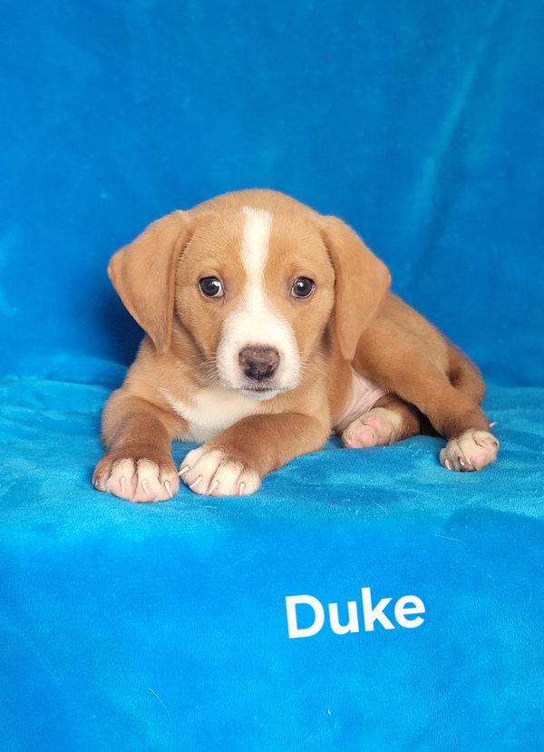 Duke