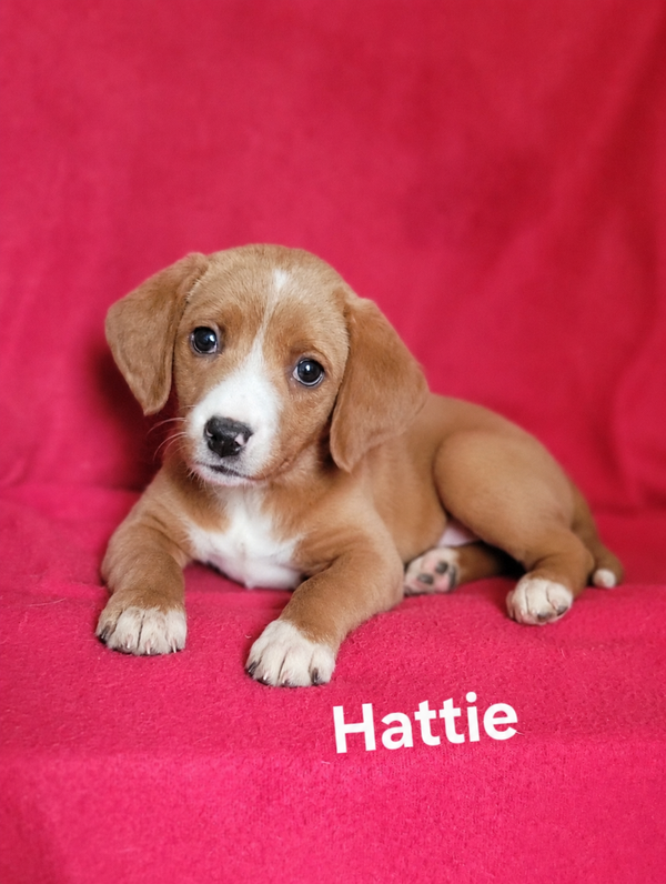 Hattie