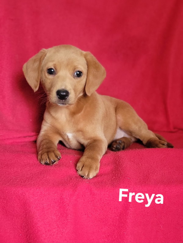 Freya