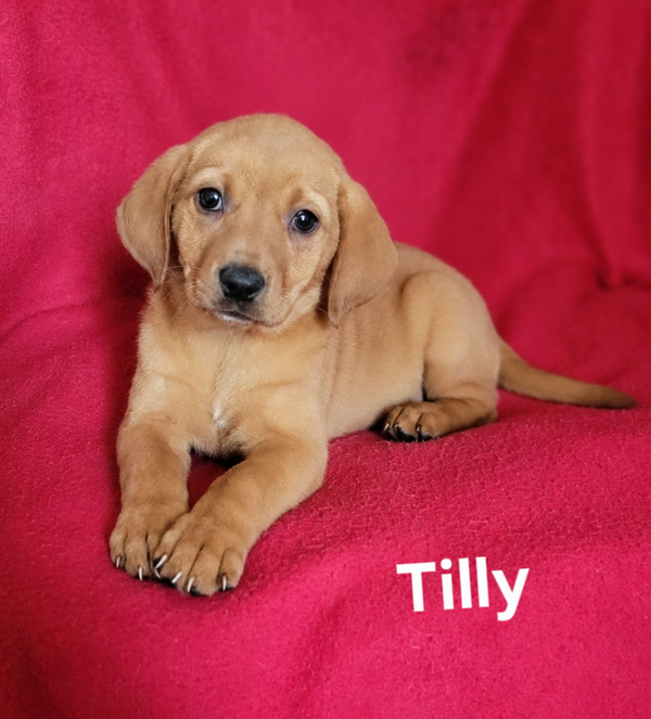 Tilly