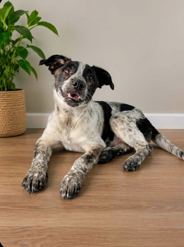 Beau (Rehoming Fee $200
