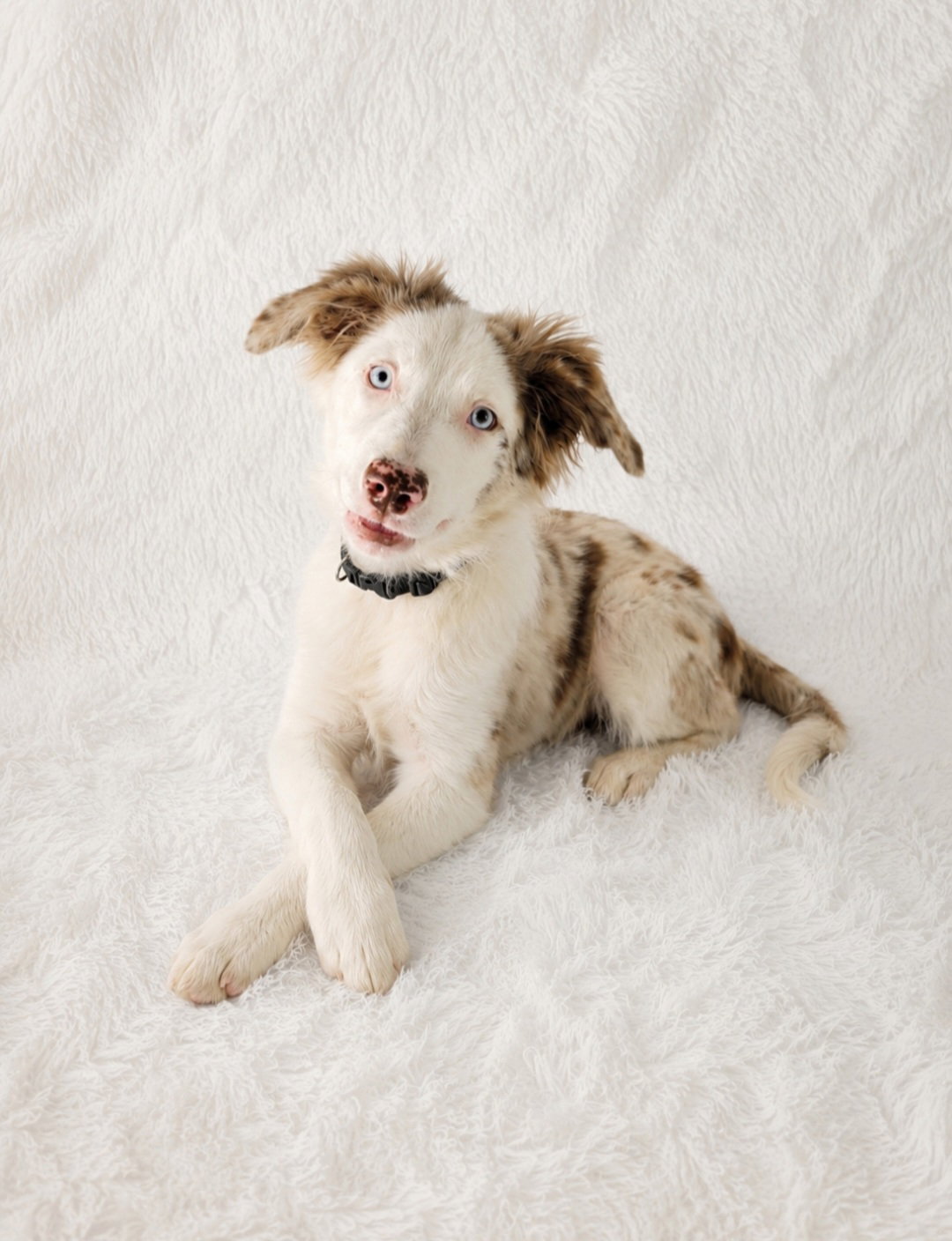 Kodi (Rehoming Fee $200)
