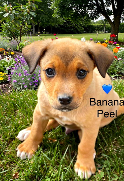 Banana Peel, an adoptable Labrador Retriever in Newark, DE