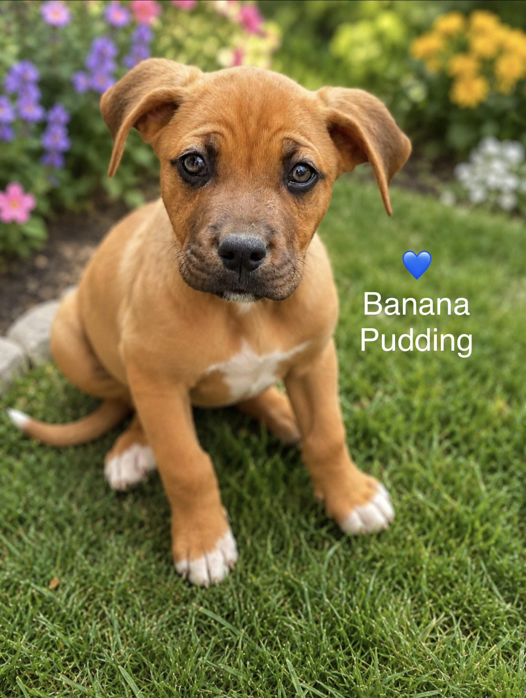 Banana Pudding