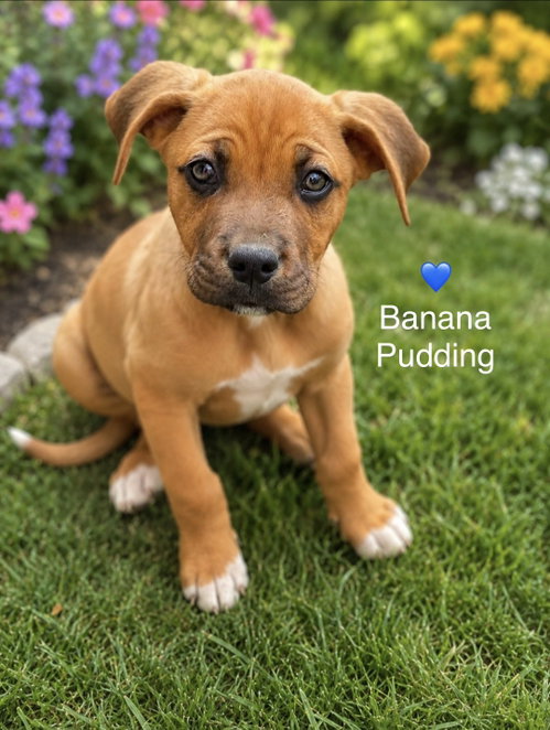 Banana Pudding, an adoptable Labrador Retriever in Newark, DE